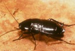 Oriental Roach from NPMA